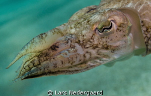 During a summer holiday shallow water dive with my daught... by Lars Nedergaard 